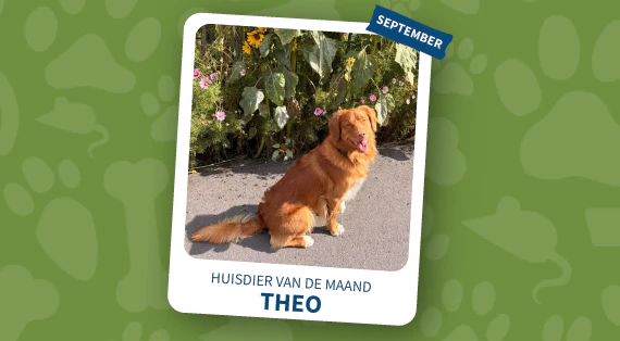 huisdier van de maand september